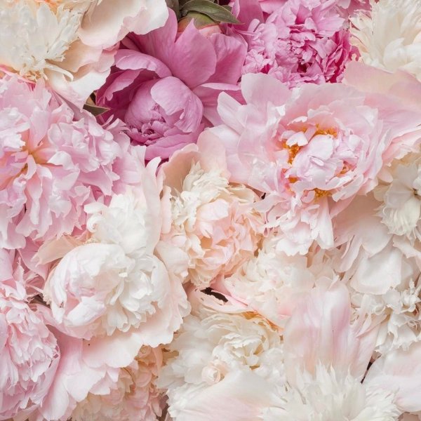 Пионовидная роза Peony Pink