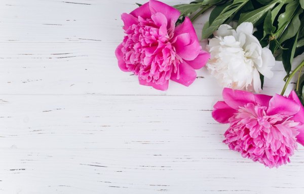 Фотофон пионы