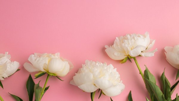 Нежные розовые цветы