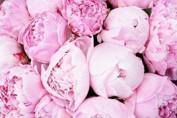 Цветы в нежных тонах