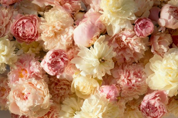 Нежно фиолетовые пионы