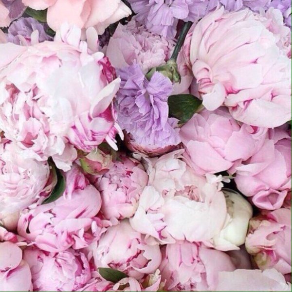 Розоподобные пионы