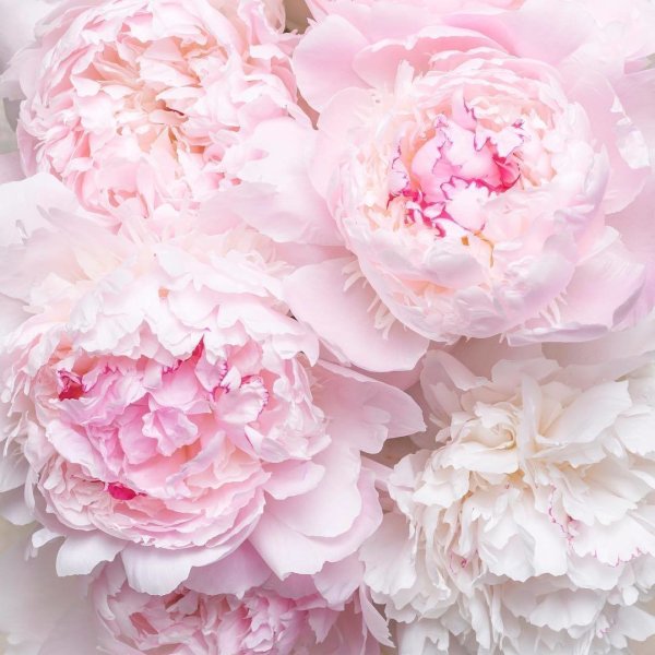 Пудровые пионы