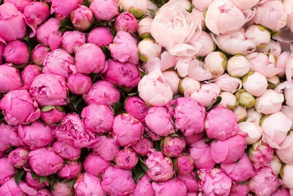 Фрипик цветы пионы