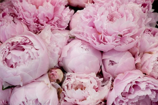 Розовые пионы