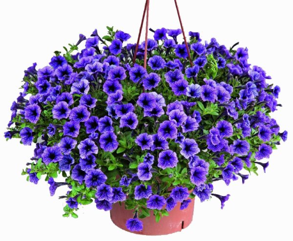 Петуния сурфиния