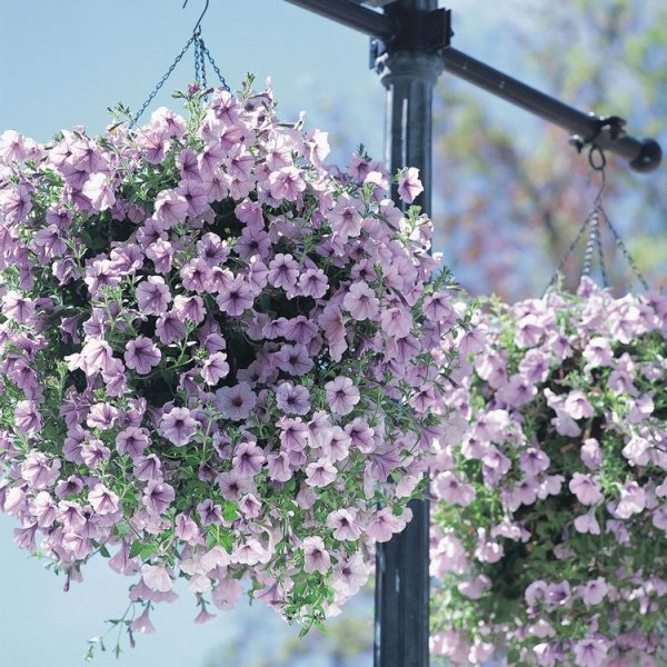 Петуния ампельная опера Лилак айс