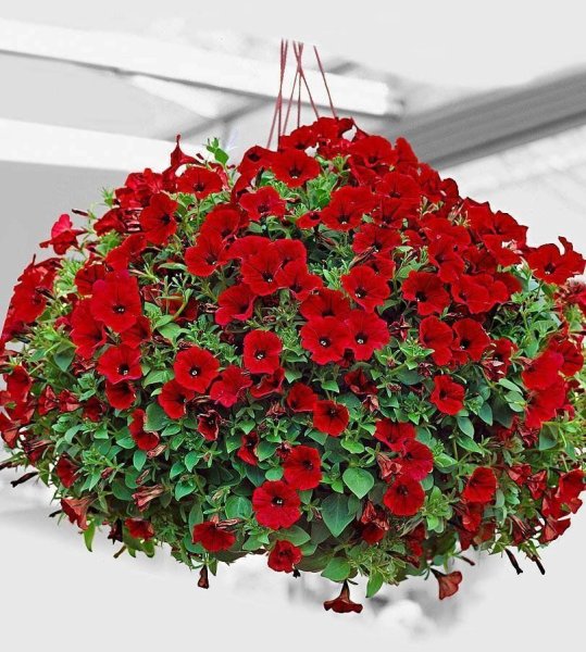 Петуния ампельная Рамблин ред