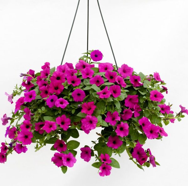 Петуния ампельная