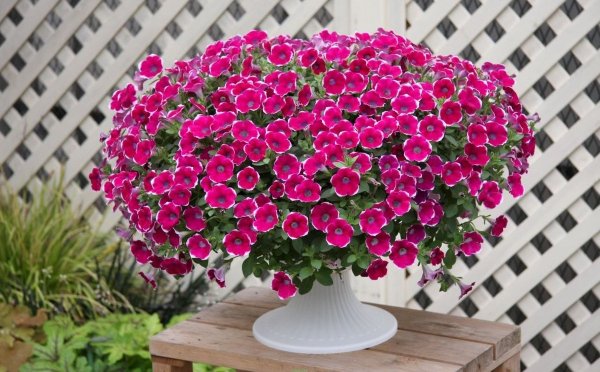 Петуния Альдерман фиолетовая