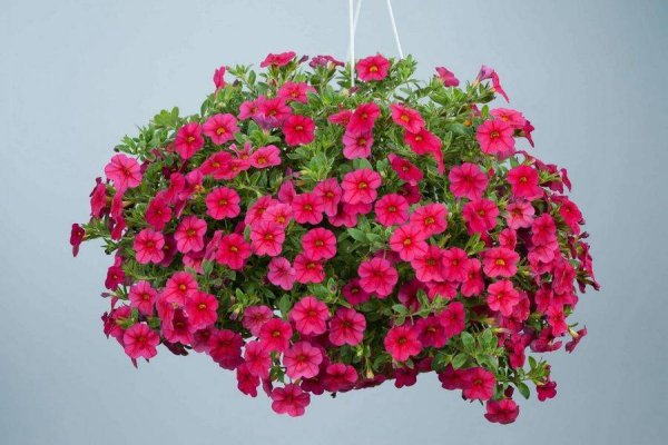 Петуния ампельная