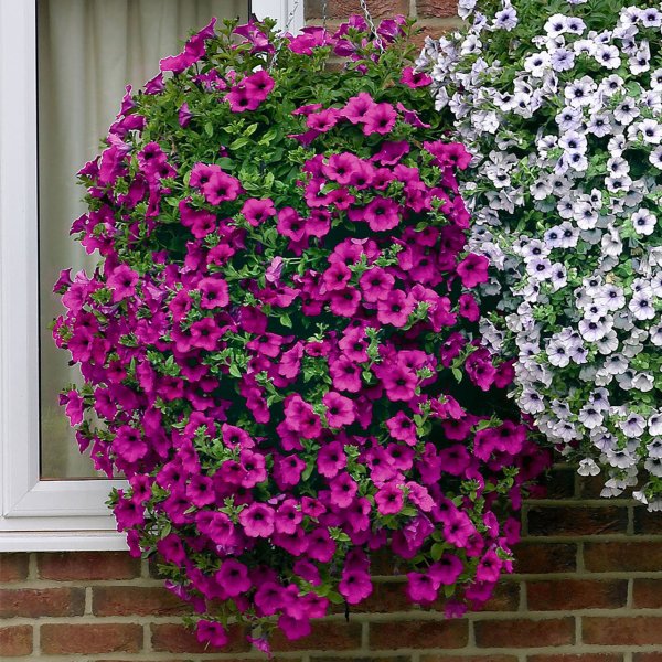 Петуния опера Суприм