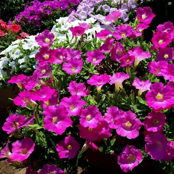 Петуния калибрахоа ампельная