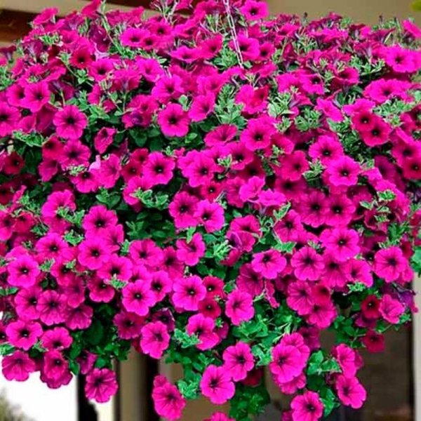 Петуния ампельная карминная