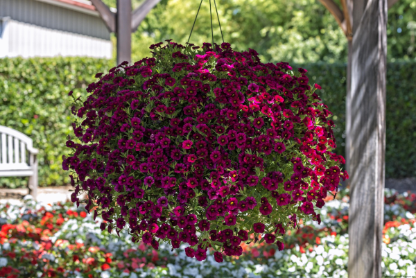 Петуния (Petunia)