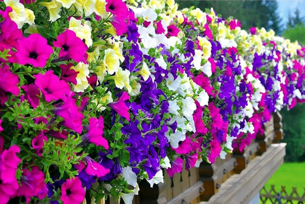 Петуния Каскад