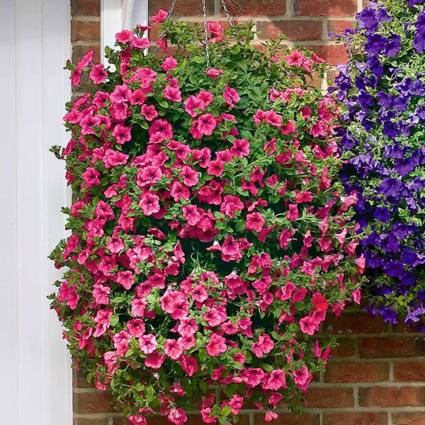 Ампельная петунья зеленая