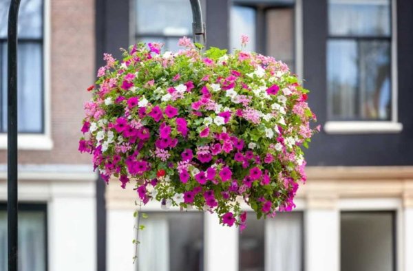 Петуния ампельная