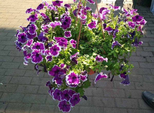 Петуния ампельная и каскадная