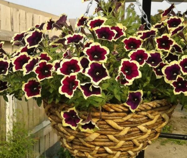 Катарантус ампельный Титан