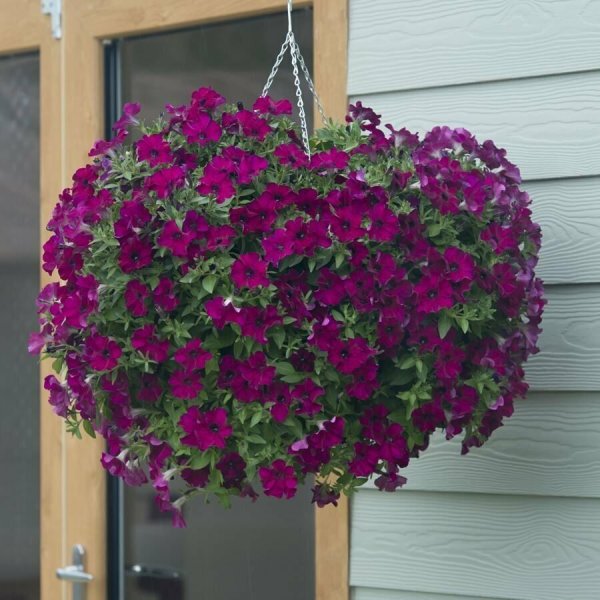 Петуния ампельная вурдини