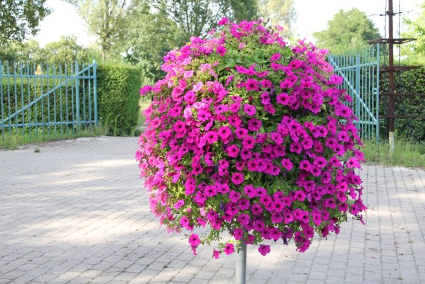 Петуния сурфиния микс