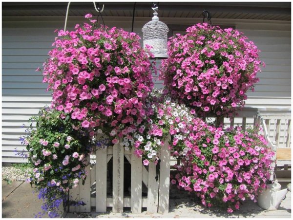 Петуния ампельная Грация