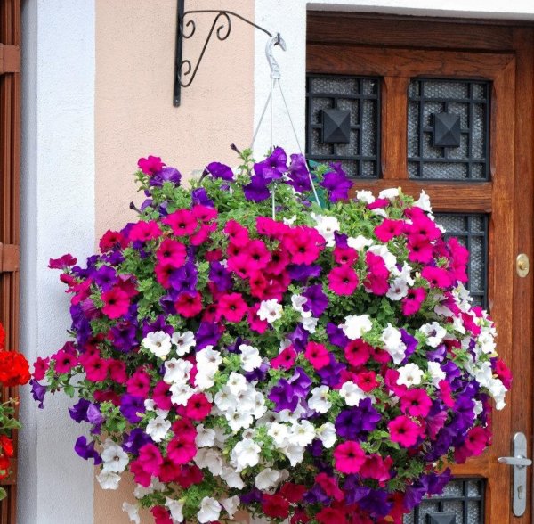 Петуния сурфиния ампельная