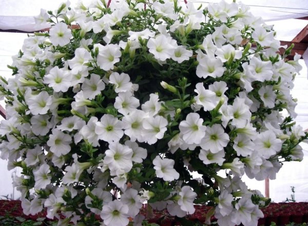 Петуния опера Распберри айс