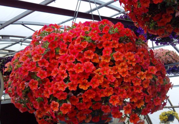 Астра ампельная