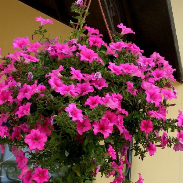 Петуния сурфиния ампельная