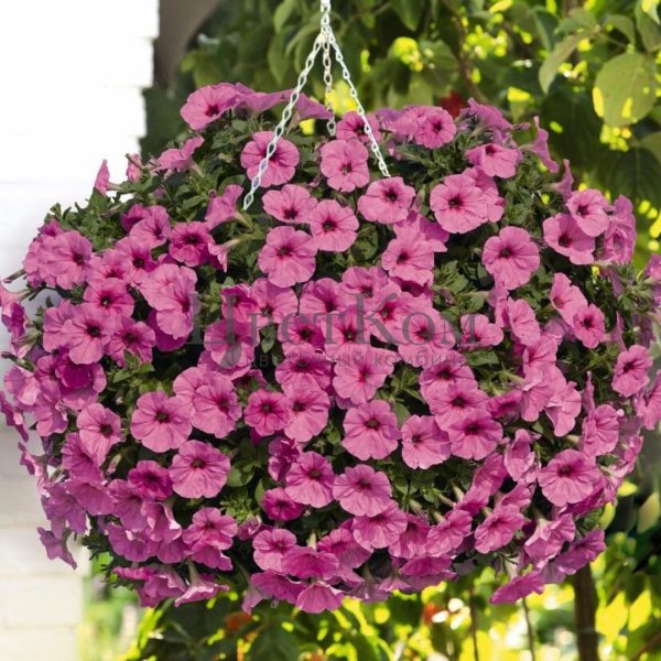 Петуния калибрахоа ампельная