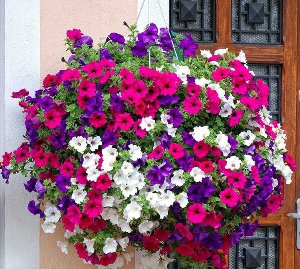 Петуния калибрахоа ампельная