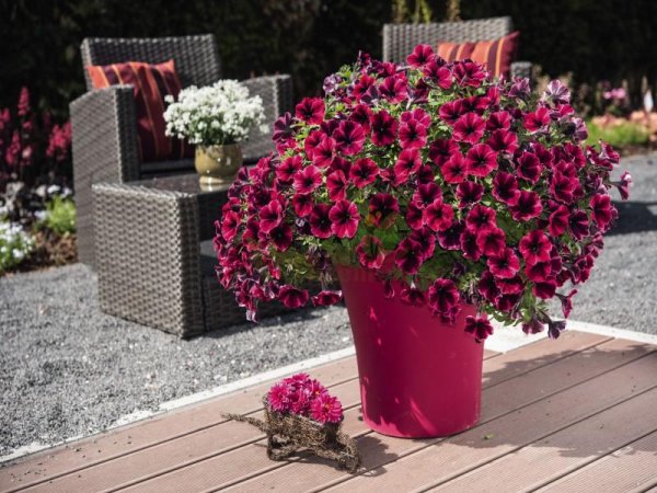 Петуния сурфиния ампельная