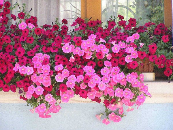 Петуния Каскадиас Рим черри