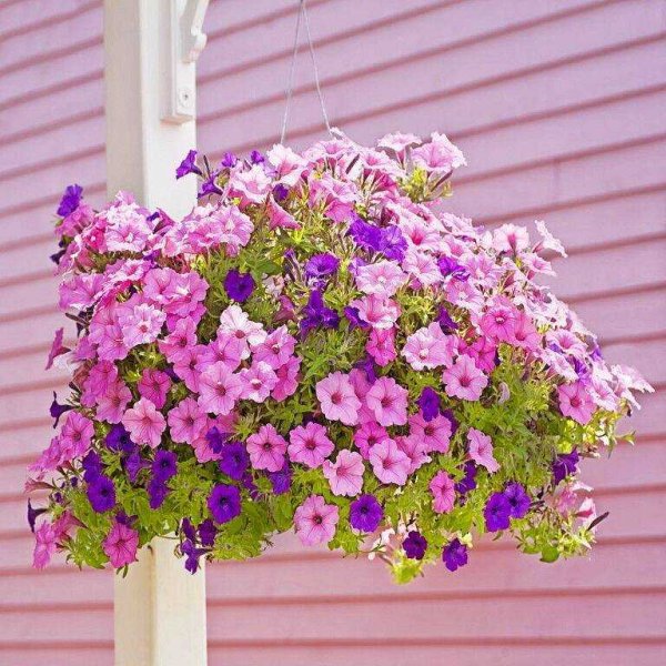 Петуния ампельная тайна