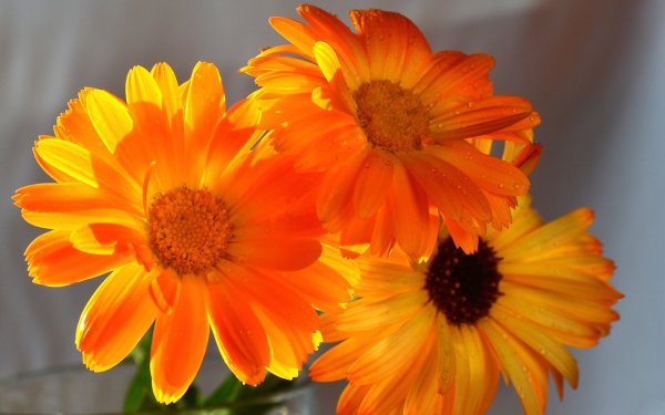 Оранжевые цветы - Фото высокого разрешения
