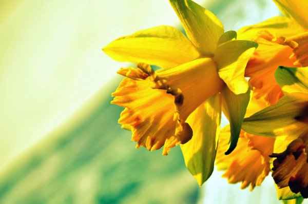 Солнечный желтый. Нарцисс (Daffodil)