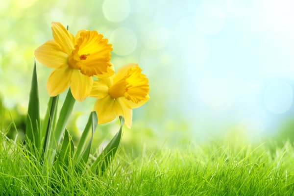Солнечный желтый. (Daffodil)