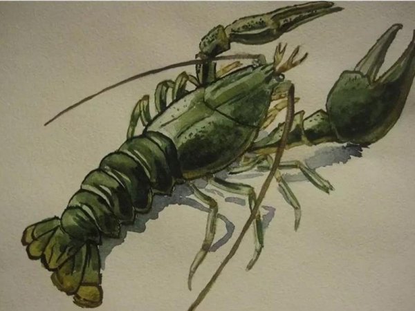 Рачки карандашом фото