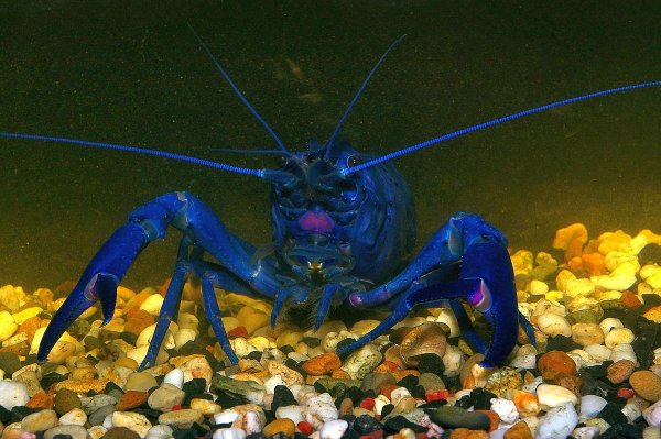 Cherax tenuimanus