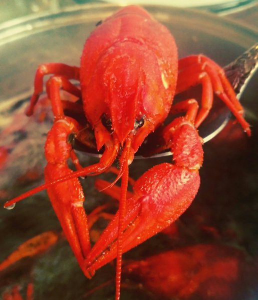 Пресноводные рачки