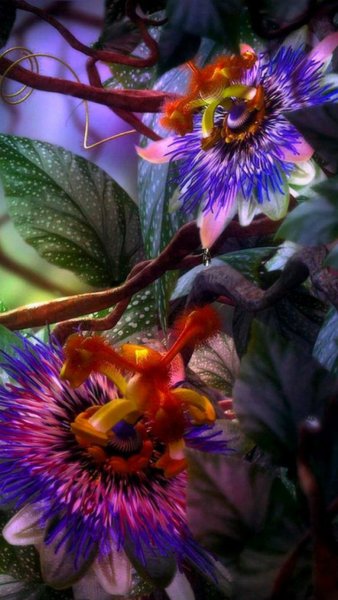 "Сказочный цветок"Дианы Эловой.