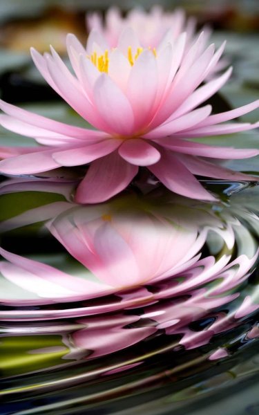 Тысячелепестковый Лотос