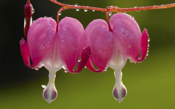 Красивые цветы