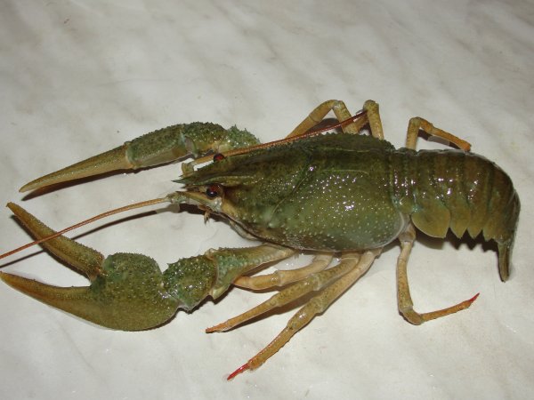 Омар альбинос