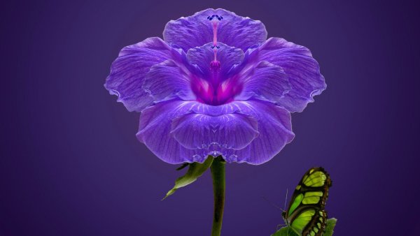 Изящные цветы