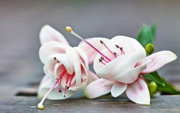 Лотос Фловерс