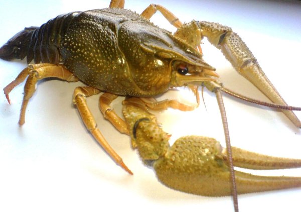 Грамота знака зодиака "рак"