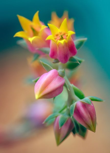 Красивые цветы в росе